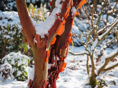 Un jardin attractif en hiver