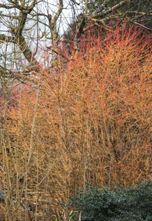 Un jardin attractif en hiver