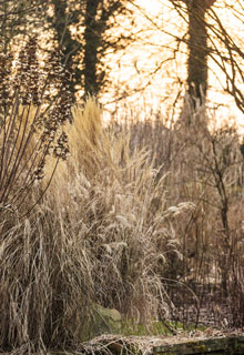 Un jardin attractif en hiver