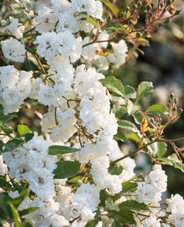 Varit 'Alba Meillandcor', rsistante aux maladies et au dprissement en particulier.