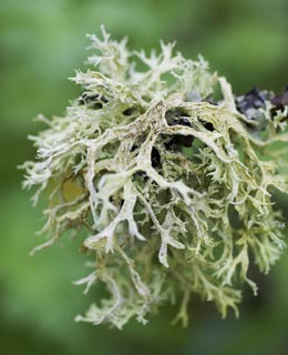 Le lichen