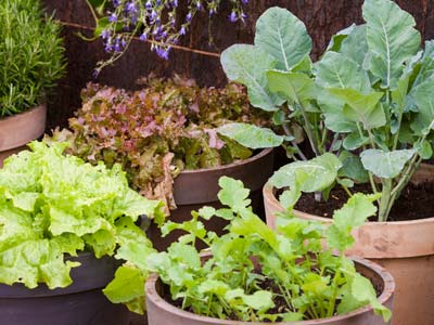 Des lgumes en pot