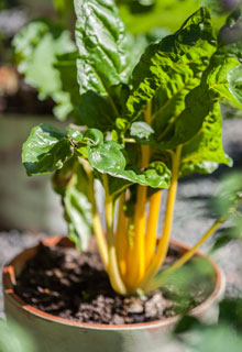 Des lgumes en pot