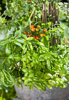 Des lgumes en pot