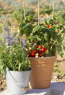 Des lgumes en pot