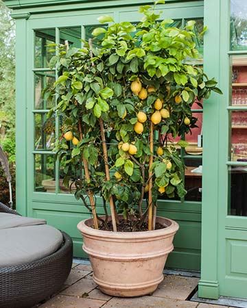 planter un kiwi dans un pot