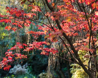 Un air oriental avec les rables du Japon