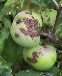 Les fruits dforms