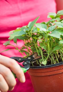 Les plantes aromatiques