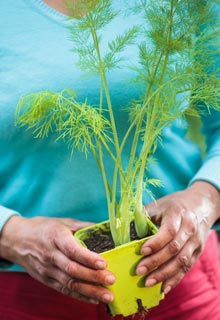 Les plantes aromatiques