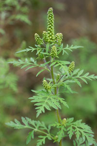 Les plantes interdites