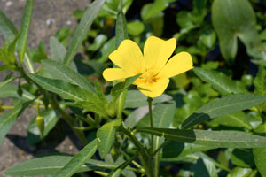 Les plantes interdites