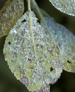 Le puceron gris du pommier