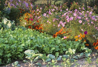 Mariez les lgumes avec les fleurs