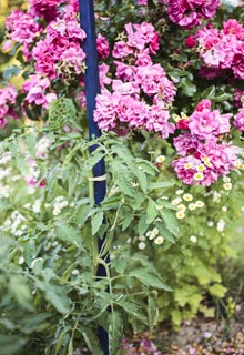 Mariez les lgumes avec les fleurs