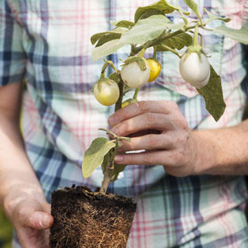 Rcolter un maximum de lgumes en pot