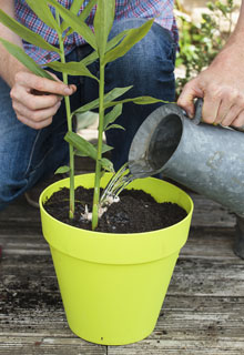 Rcolter un maximum de lgumes en pot