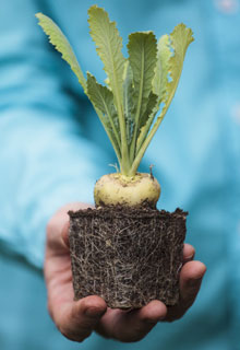 Rcolter un maximum de lgumes en pot