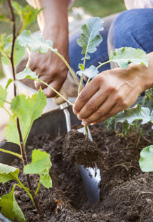 Rcolter un maximum de lgumes en pot