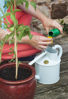 Rcolter un maximum de lgumes en pot