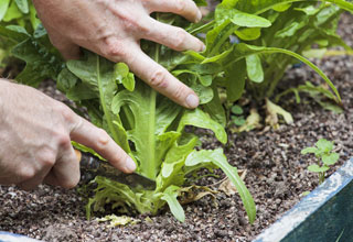 Récolter un maximum de légumes en pot
