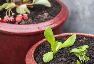 Rcolter un maximum de lgumes en pot