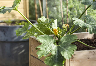 Rcolter un maximum de lgumes en pot