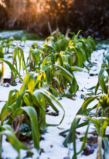 Neige au jardin: que faire ?