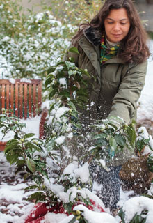 Neige au jardin: que faire ?