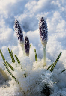 Neige au jardin: que faire ?