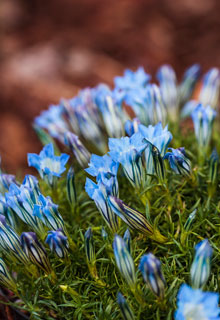 Neige au jardin: que faire ?