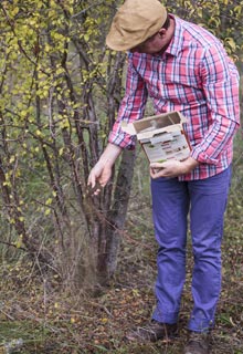 Nourrir les arbres fruitiers