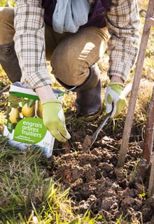 Nourrir les arbres fruitiers