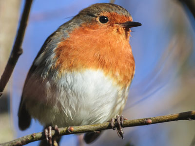 Nourrir les oiseaux du jardin, utile et colo