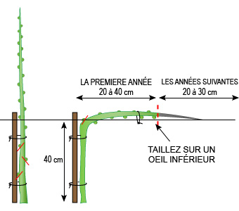 Taille des arbres fruitiers