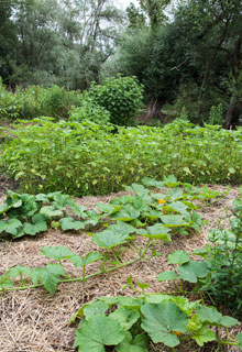 La permaculture, pour un potager vraiment facile !