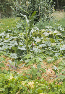 La permaculture, pour un potager vraiment facile !