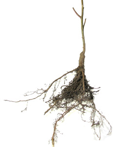 Plant à racines nues