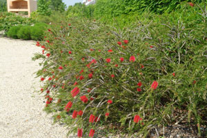 Que planter en bordure de mer