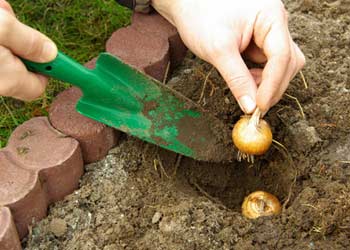 Plantation des bulbes