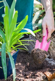 Plantation des agapanthes