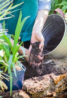 Plantation des agapanthes