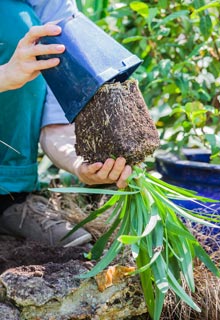 Plantation des agapanthes