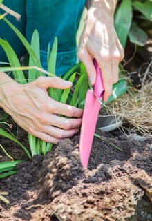 Plantation des agapanthes