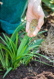 Plantation des agapanthes