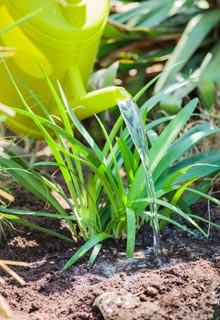 Plantation des agapanthes