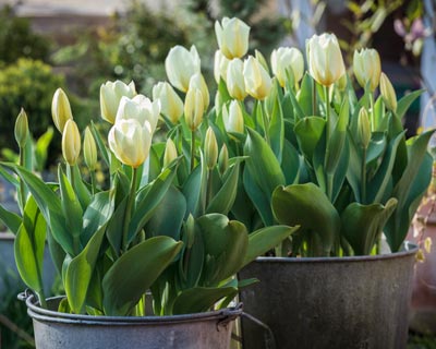 Plantation des bulbes de printemps en pot