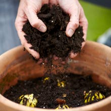 Plantation des bulbes de printemps en pot