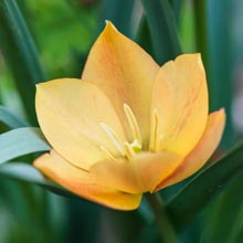 Plantation des bulbes de printemps en pot