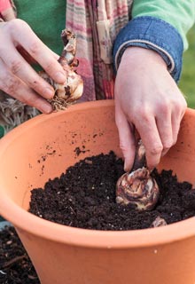 Plantation des bulbes de printemps en pot